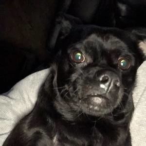 Meet your Posher, Joe